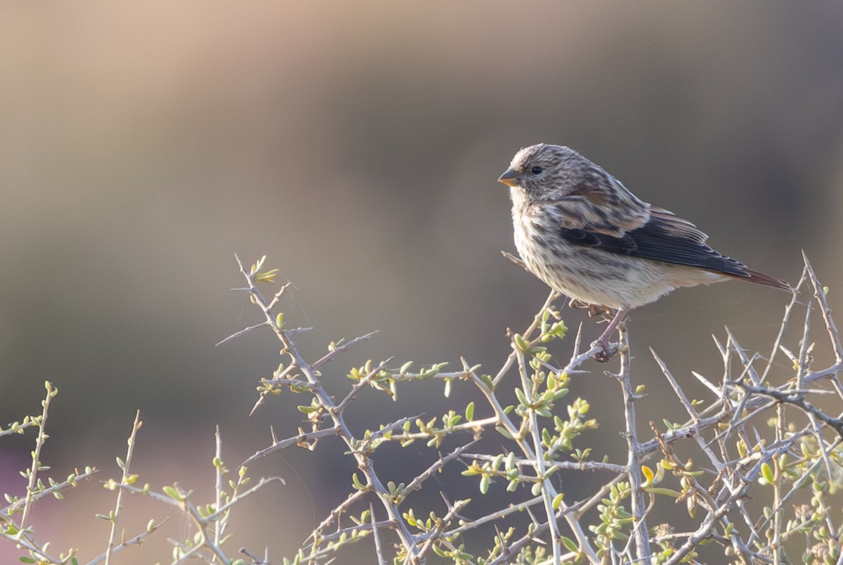 Black-headed Canary (Black-headed) - ML644372253