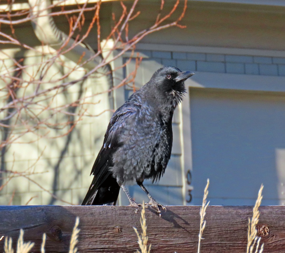 Corneille d'Amérique - ML644372255