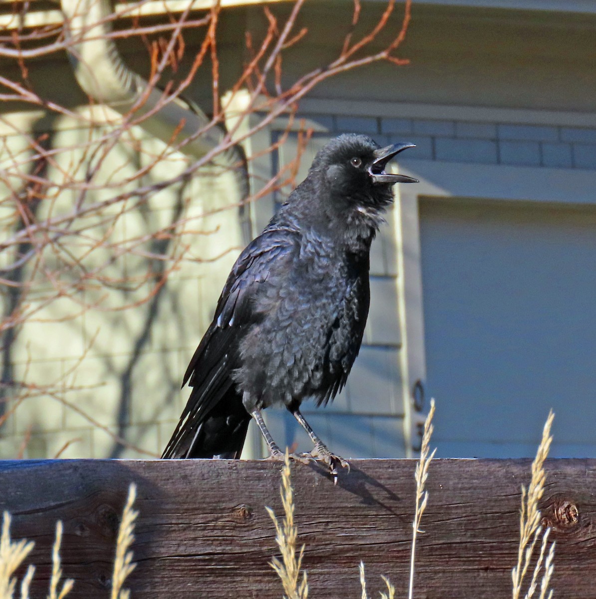 Corneille d'Amérique - ML644372256