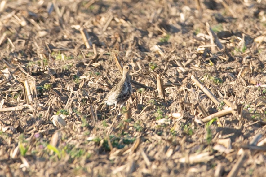 Сивка звичайна - ML644372266