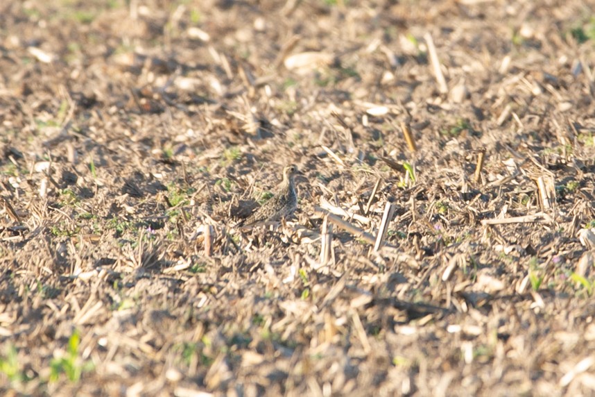 Сивка звичайна - ML644372267