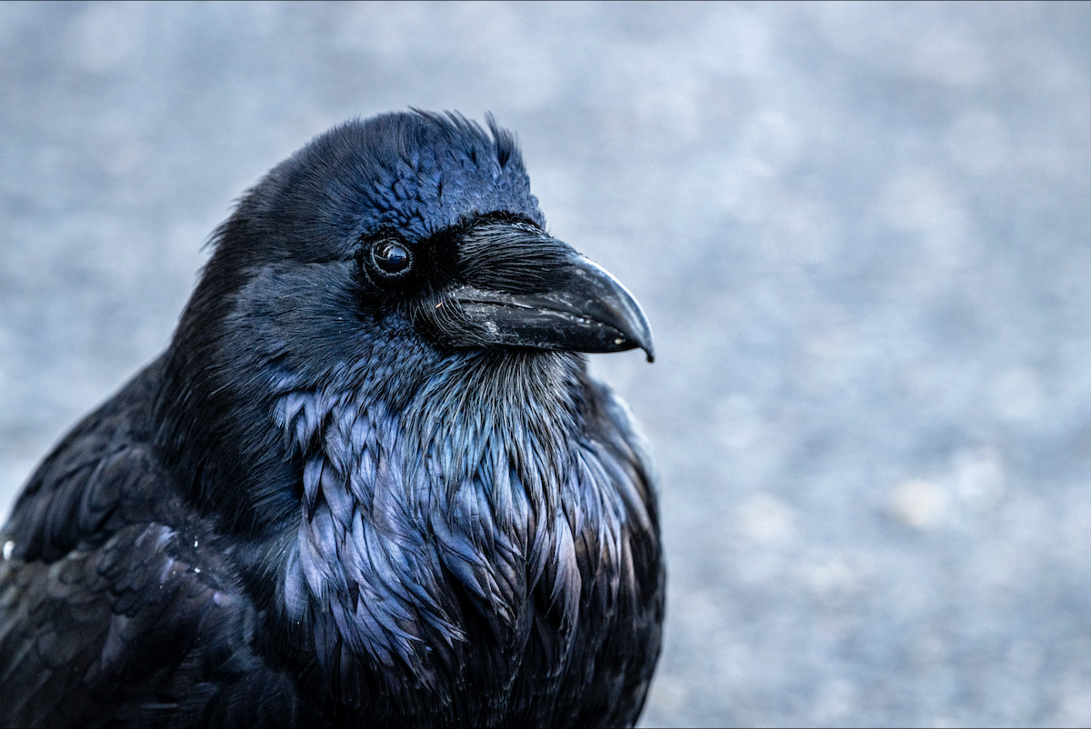 Common Raven - ML644372269