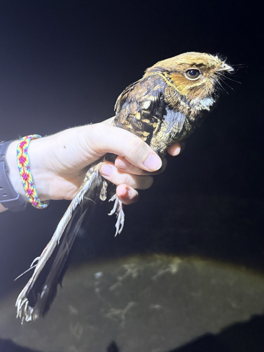 pauraquenattravn - ML644372338