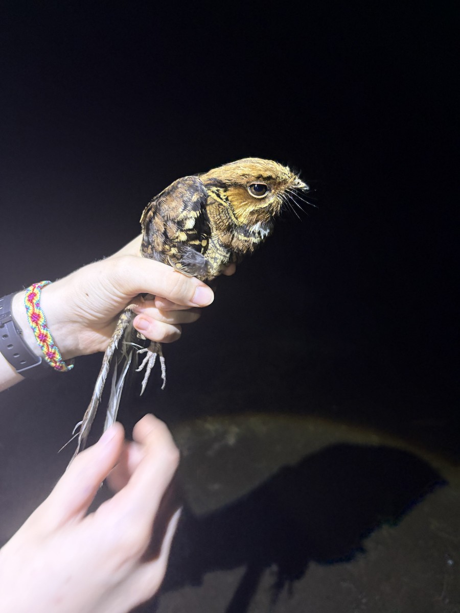 pauraquenattravn - ML644372339