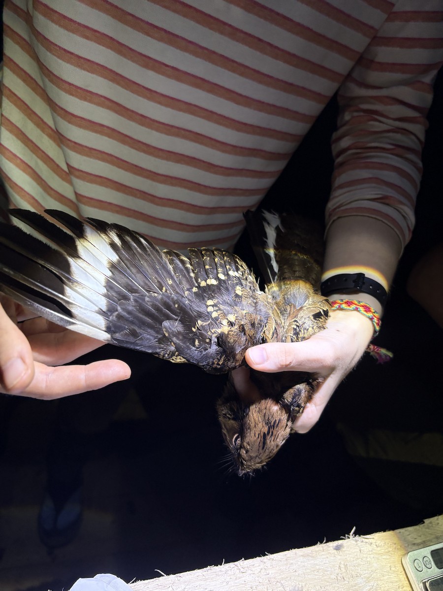 pauraquenattravn - ML644372341