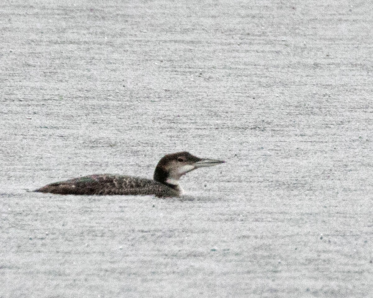 Common Loon - ML644372342