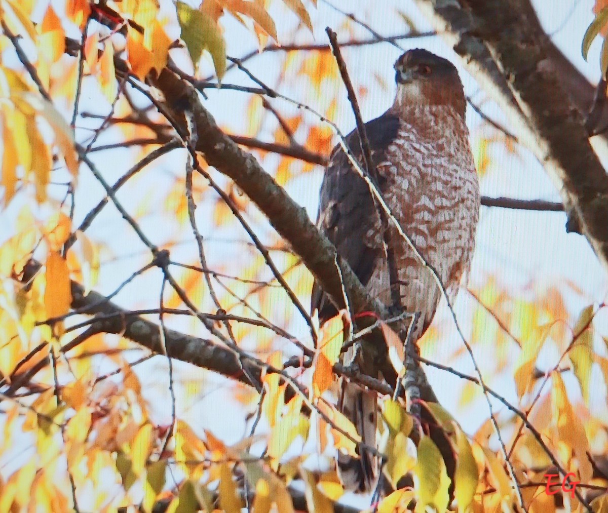 Épervier de Cooper - ML644372358