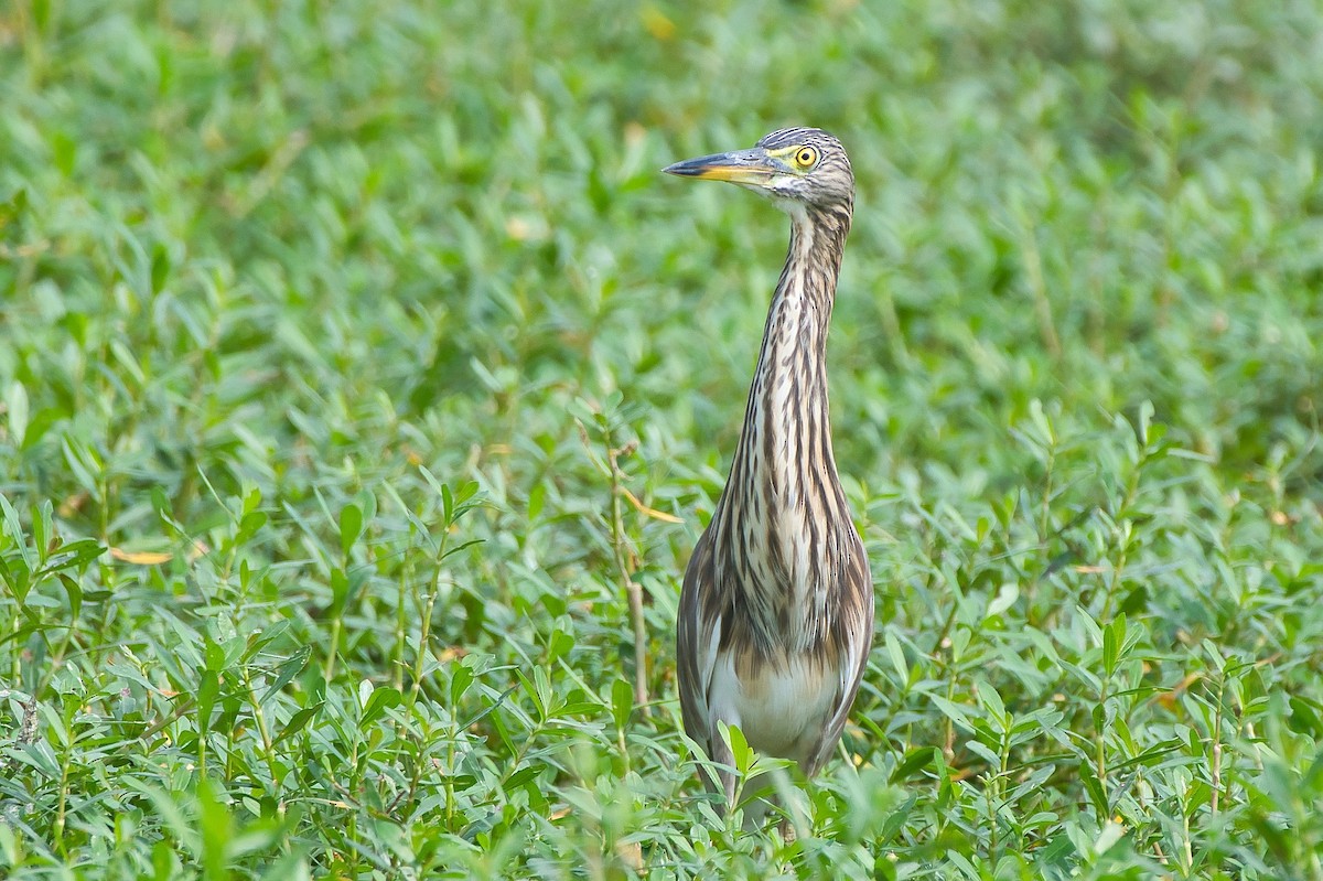 Индийская прудовая цапля - ML644372361