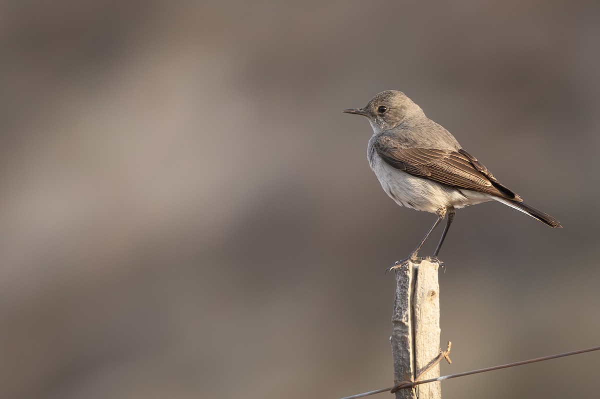 Karoo Chat - ML644372362