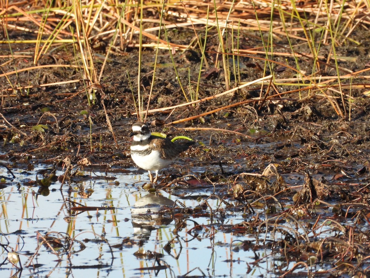 Killdeer - Andy Buchsbaum