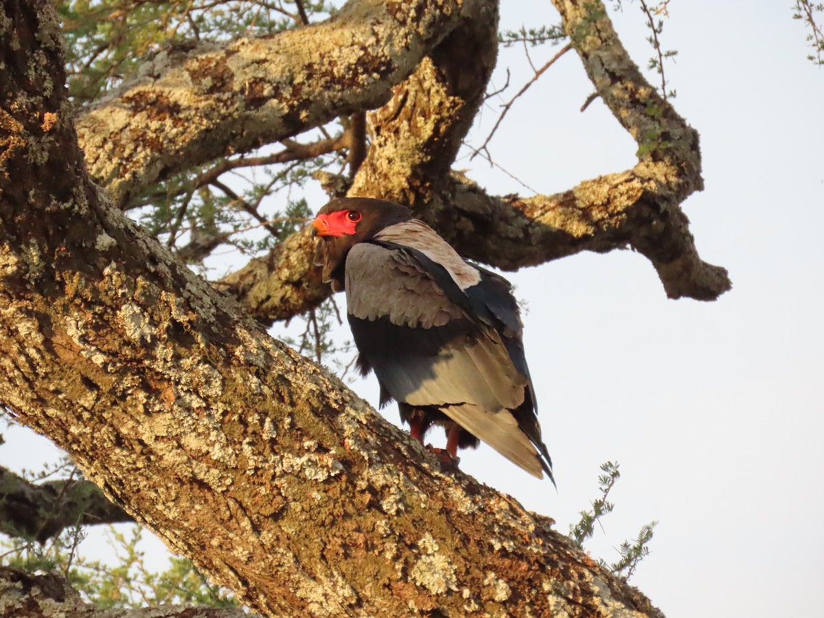 Bateleur des savanes - ML644372368
