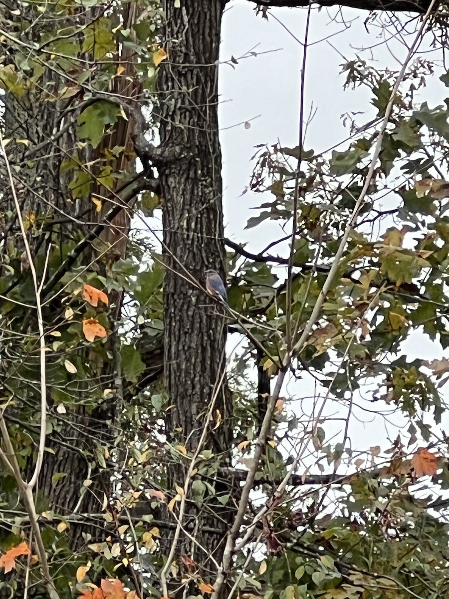 østblåfugl - ML644372373