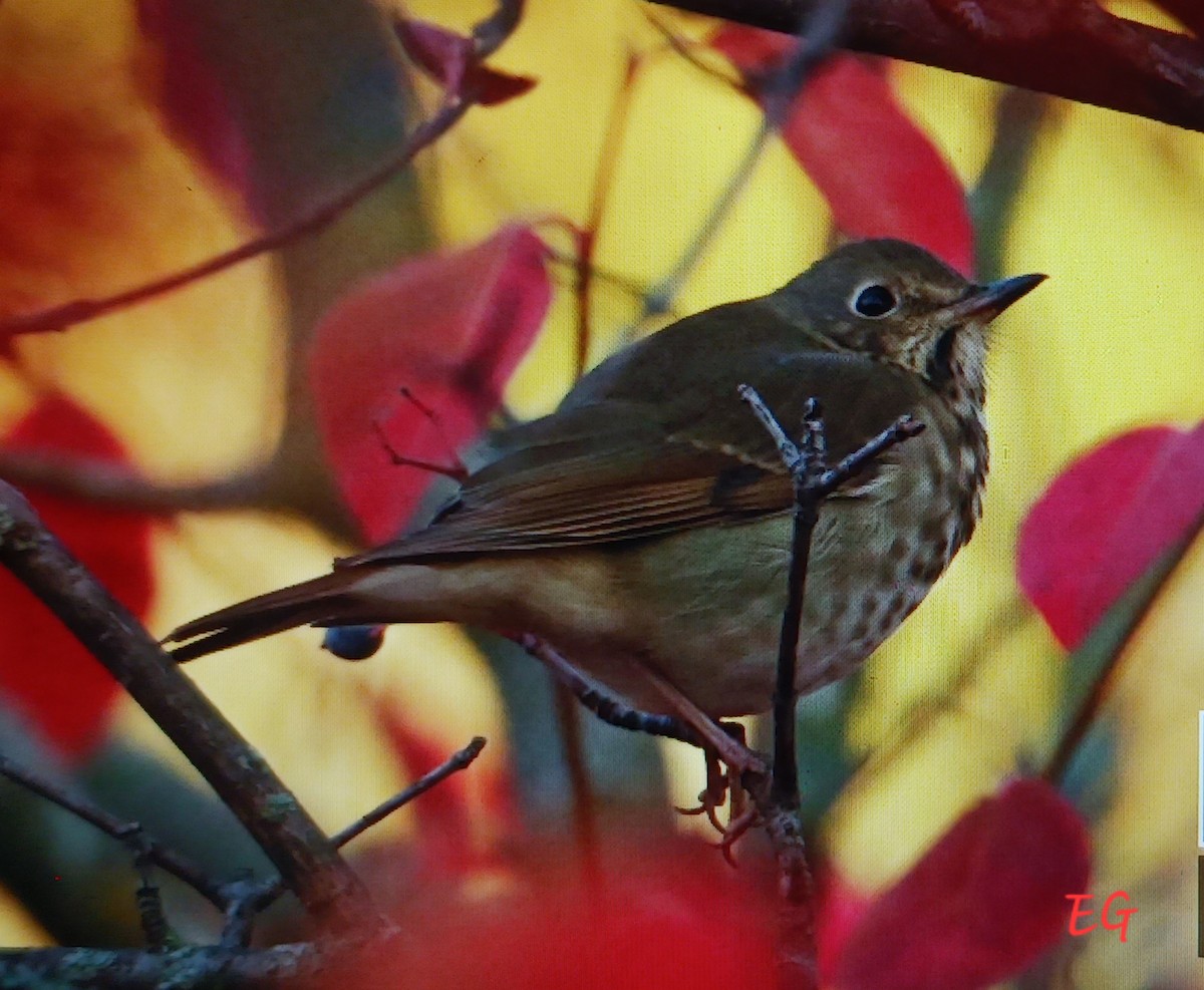 Grive solitaire - ML644372378