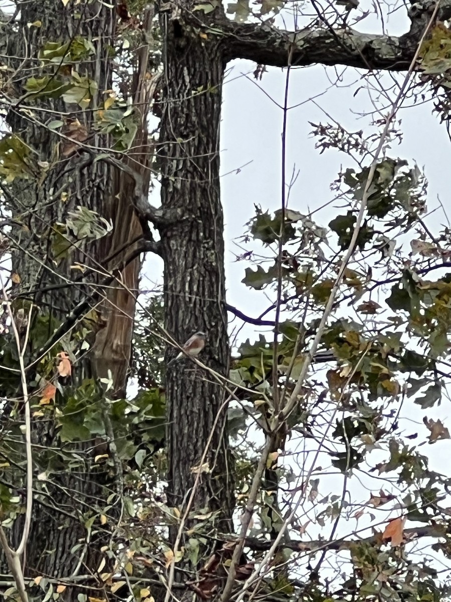 østblåfugl - ML644372384