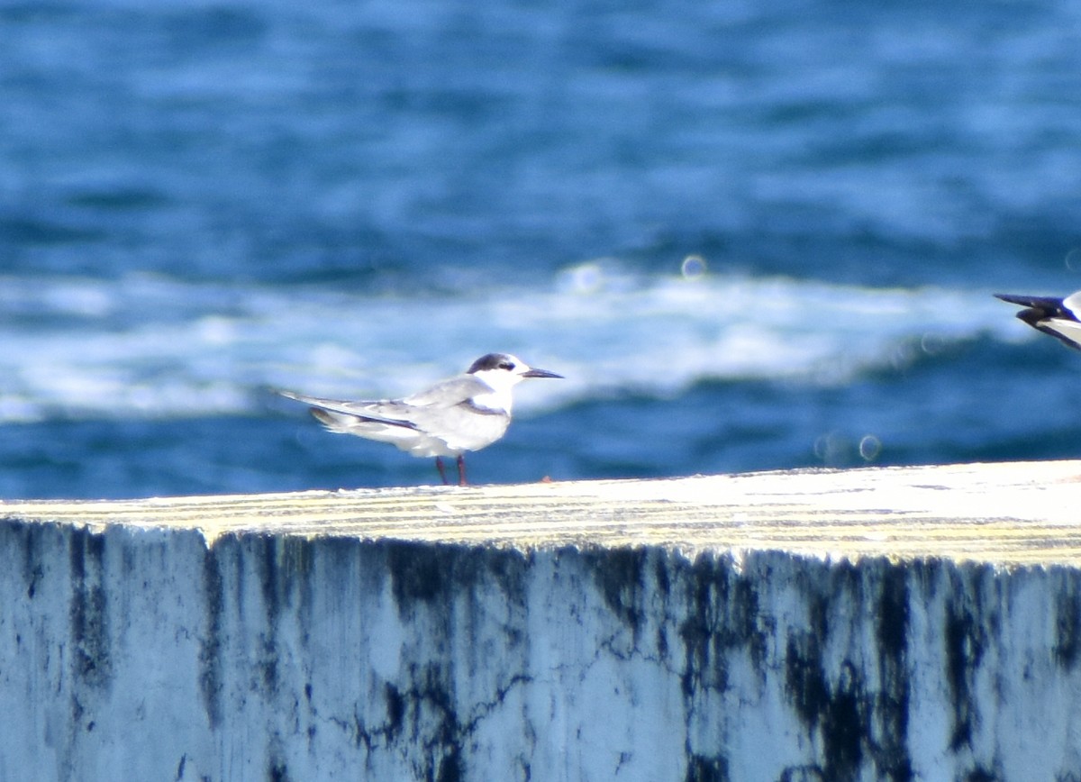 Речная крачка - ML644372393