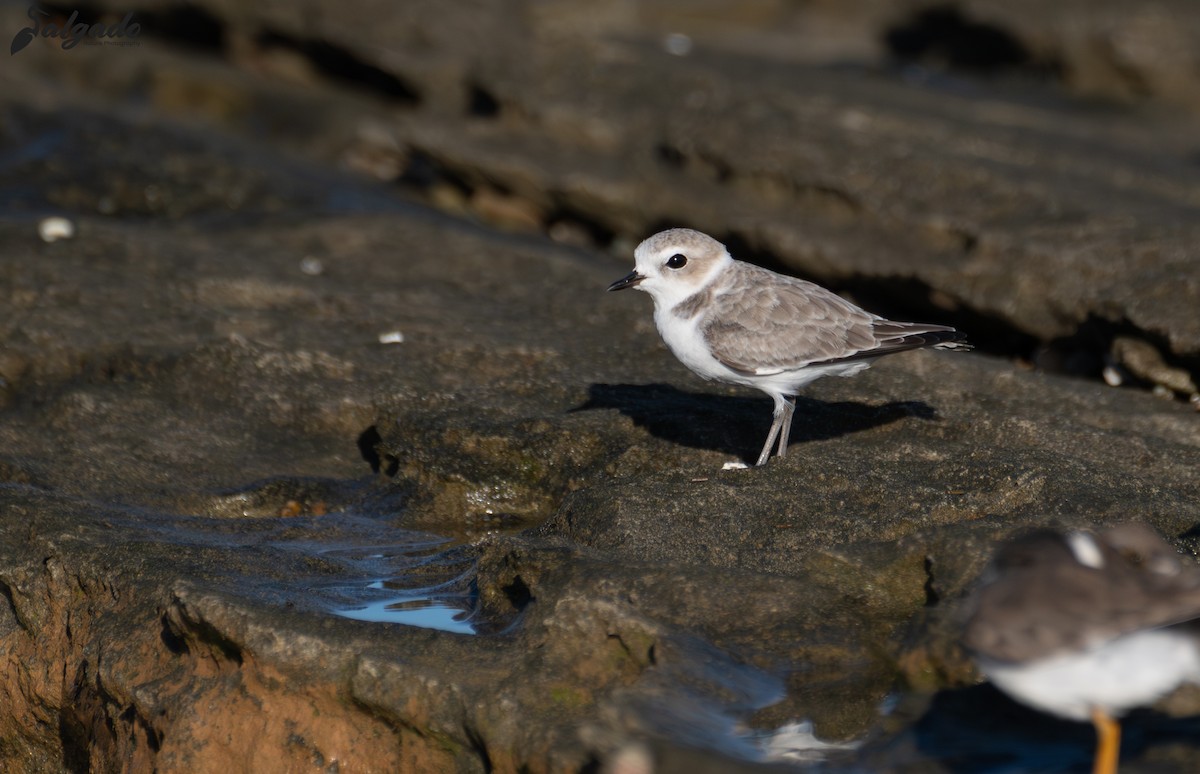Snowy Plover - ML644372396