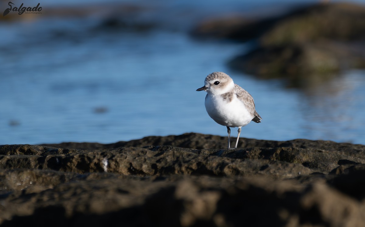 Snowy Plover - ML644372397