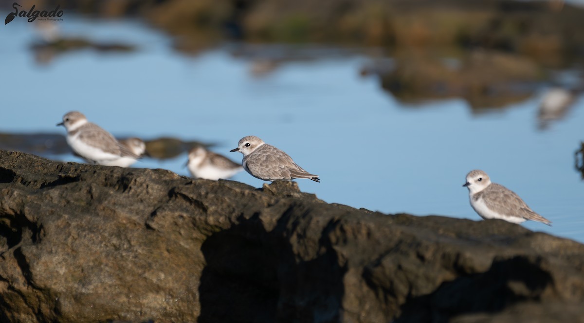 Snowy Plover - ML644372398