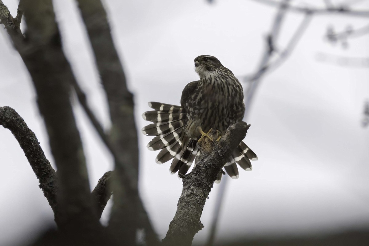 Хайргууна шонхор - ML644372413