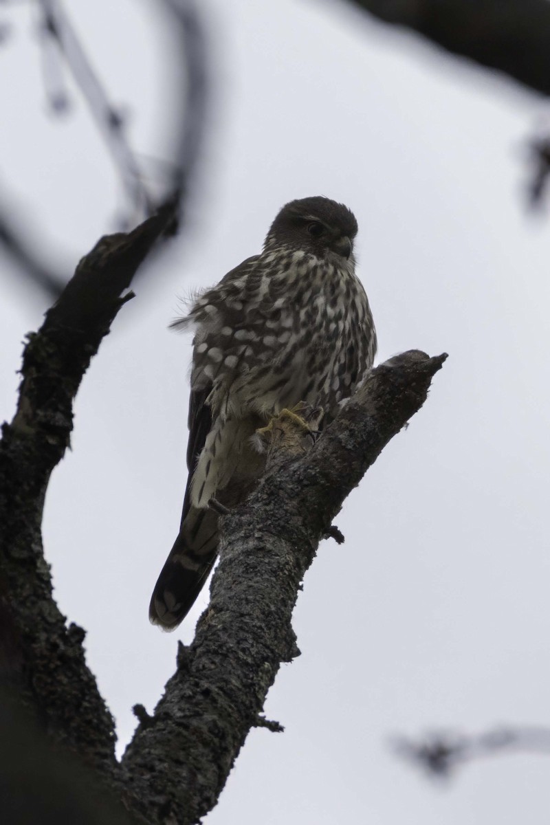 Хайргууна шонхор - ML644372414