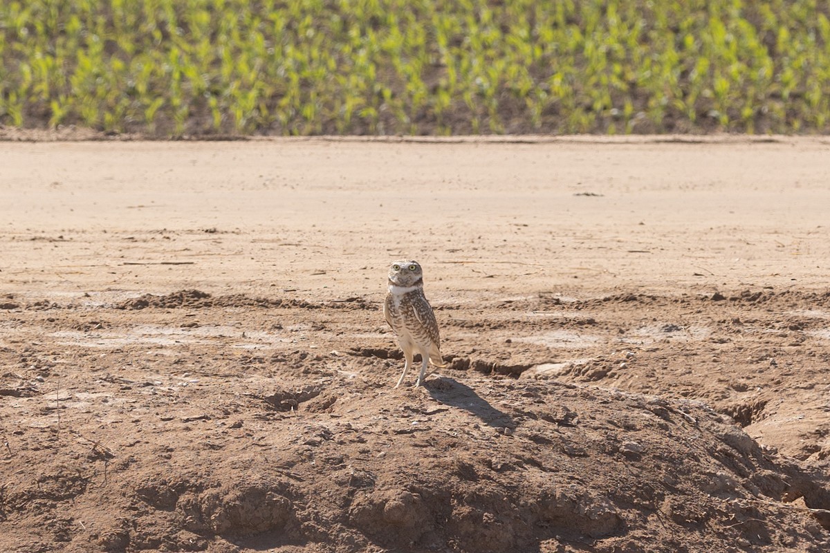 Burrowing Owl - ML644372416