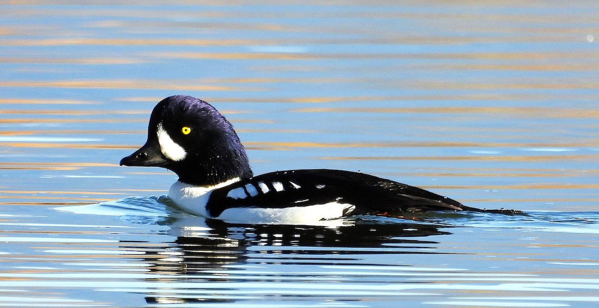 Barrow's Goldeneye - ML644372417