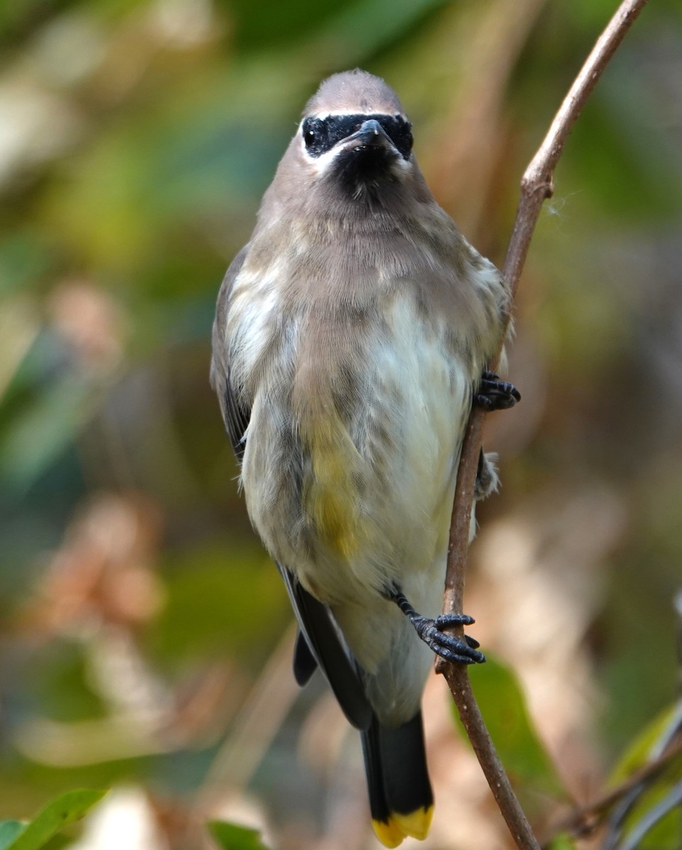 Cedar Waxwing - ML644372427