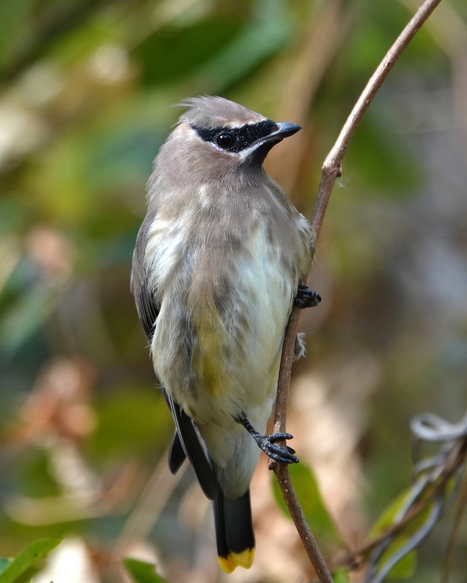Cedar Waxwing - ML644372428