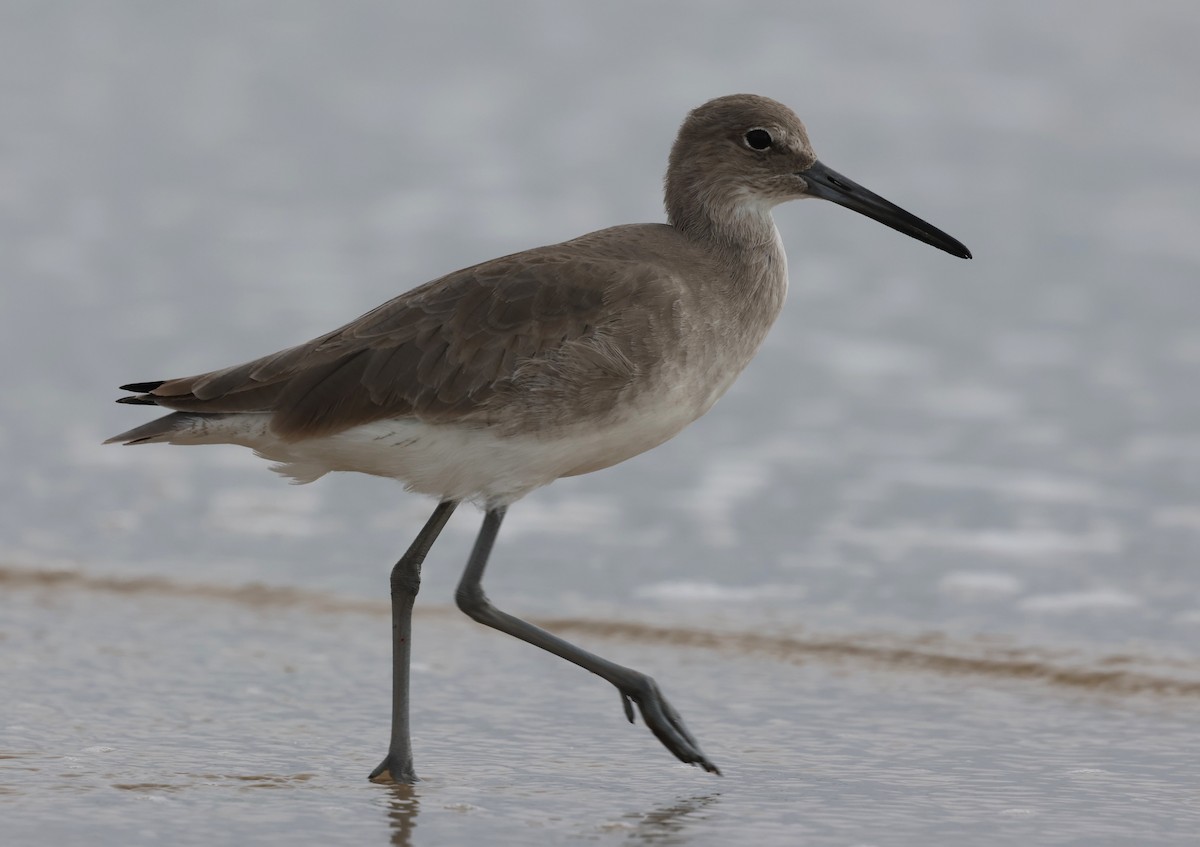 Kuliska erdipalmatua - ML644372439