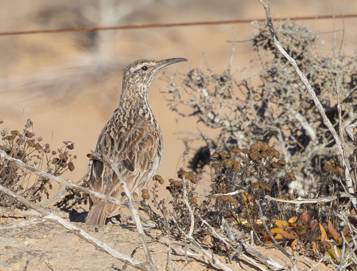 Cape Long-billed Lark (Cape) - ML644372445