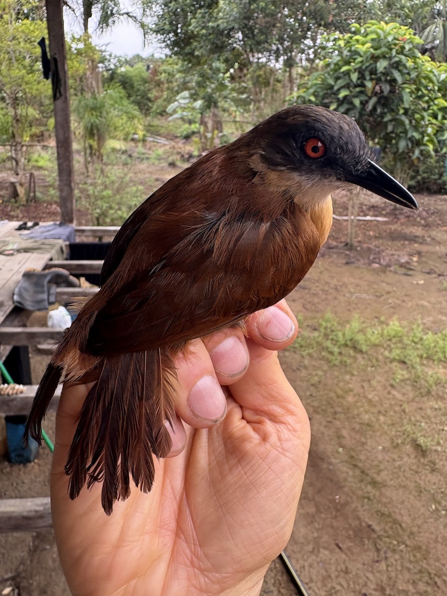 Goeldi's Antbird - ML644372455