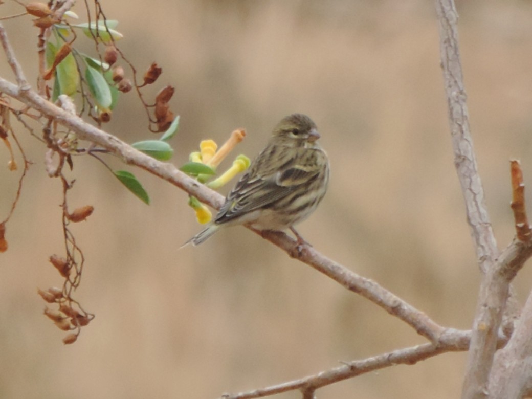 European Serin - ML644372456
