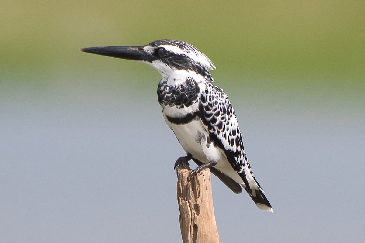 Рибалочка строкатий - ML644372461