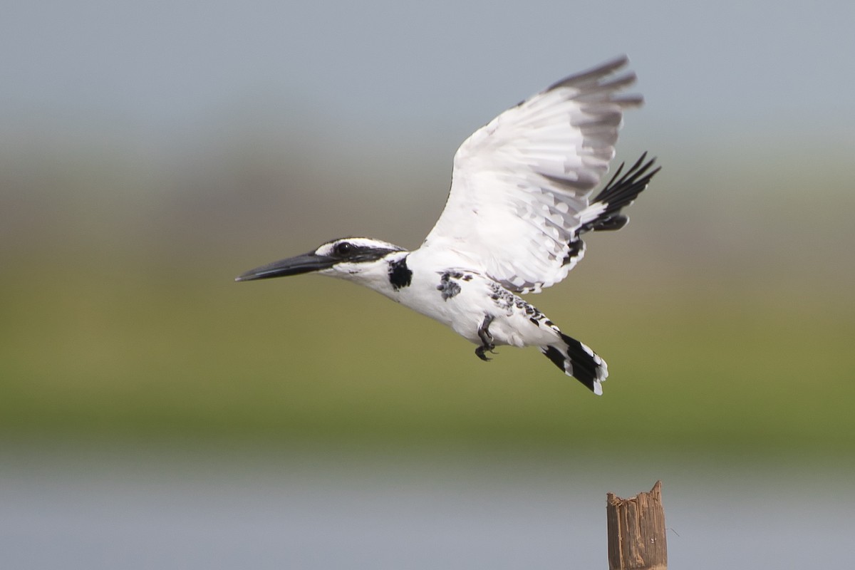 Рибалочка строкатий - ML644372462