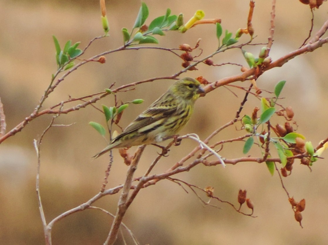 European Serin - ML644372471