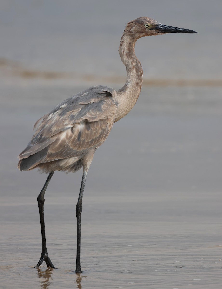 Reddish Egret - ML644372492