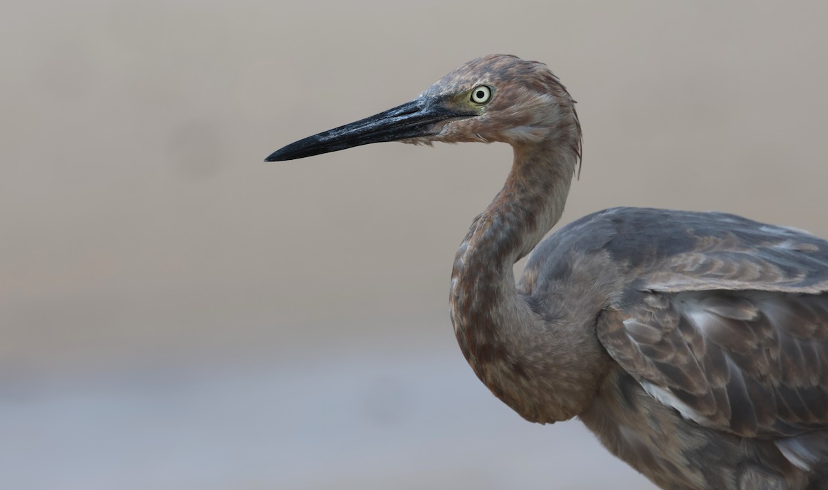 Reddish Egret - ML644372499