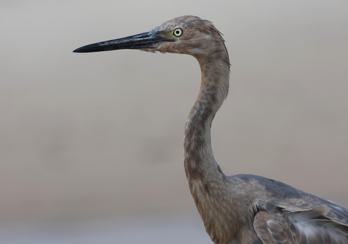Reddish Egret - ML644372506