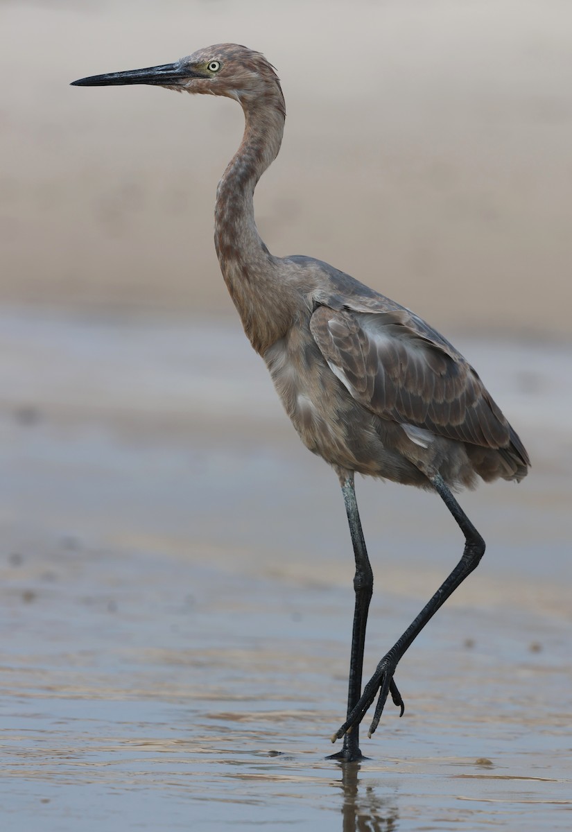 Reddish Egret - ML644372510