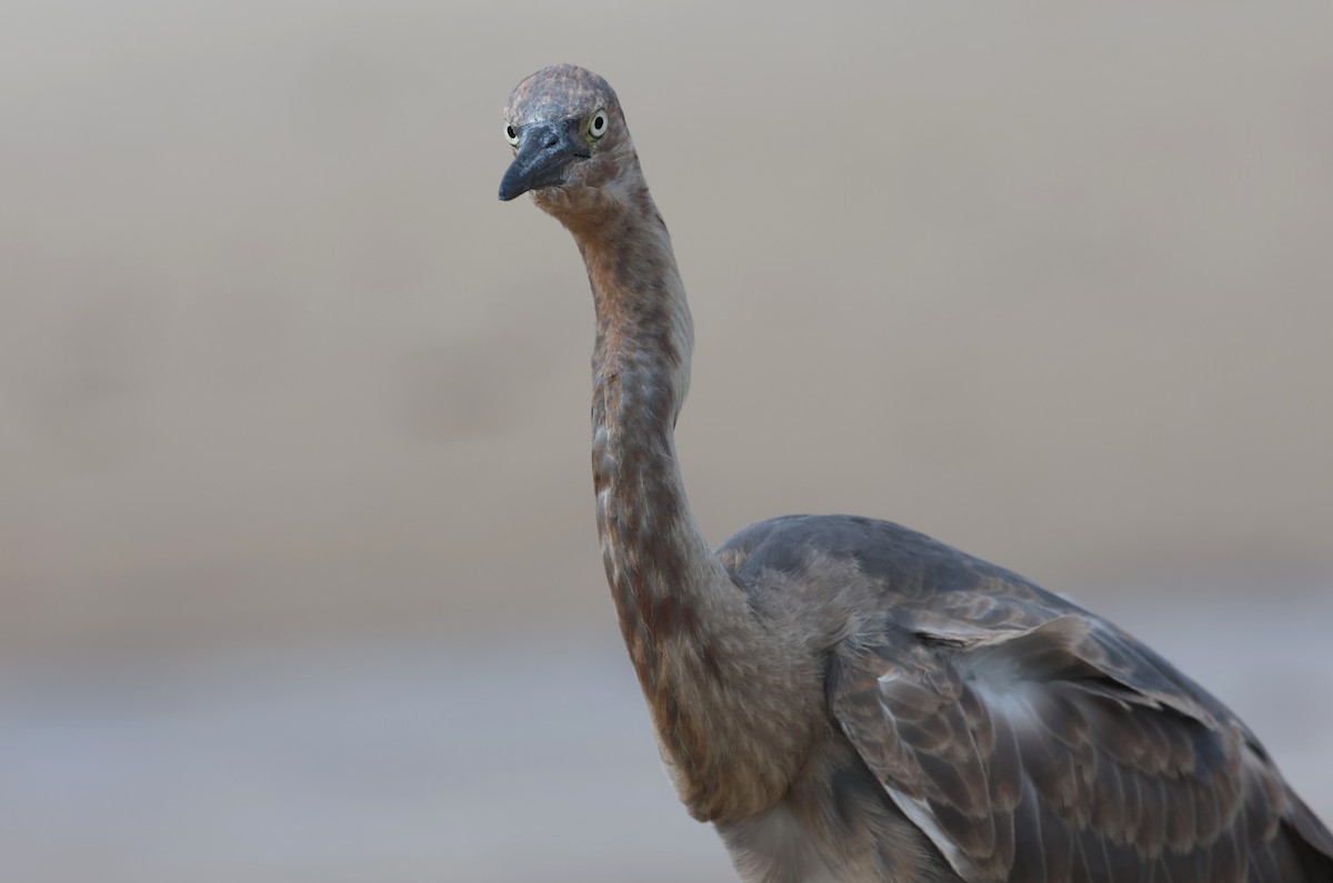 Reddish Egret - ML644372514