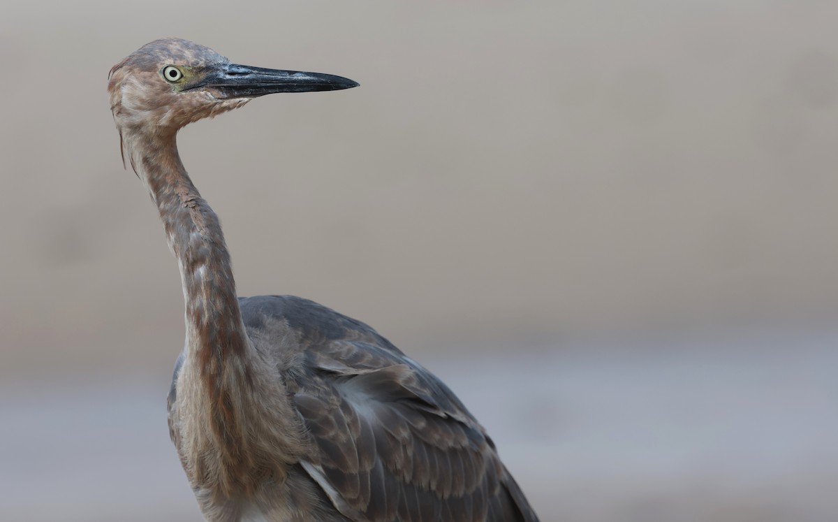 Reddish Egret - ML644372517
