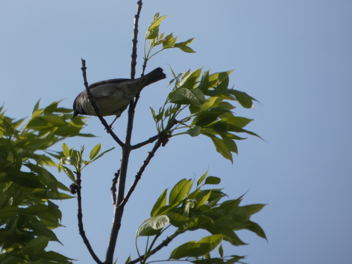 Weißschwanzschnäpper - ML644372537