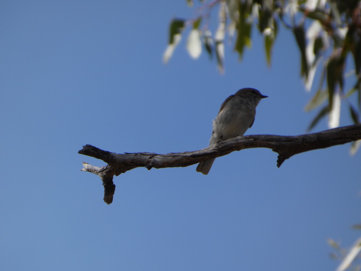 Weißschwanzschnäpper - ML644372538