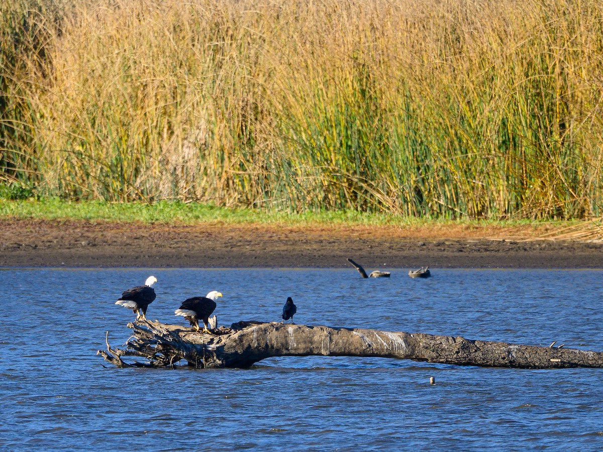 Pygargue à tête blanche - ML644372540
