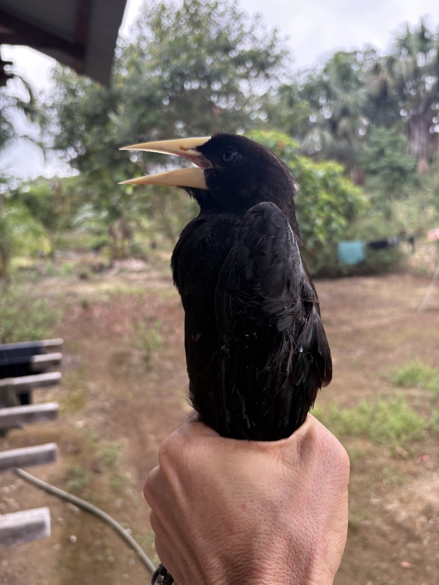 カンムリオオツリスドリ - ML644372541