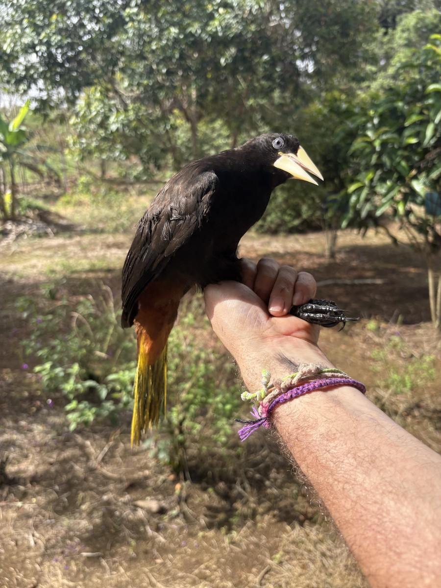 カンムリオオツリスドリ - ML644372542