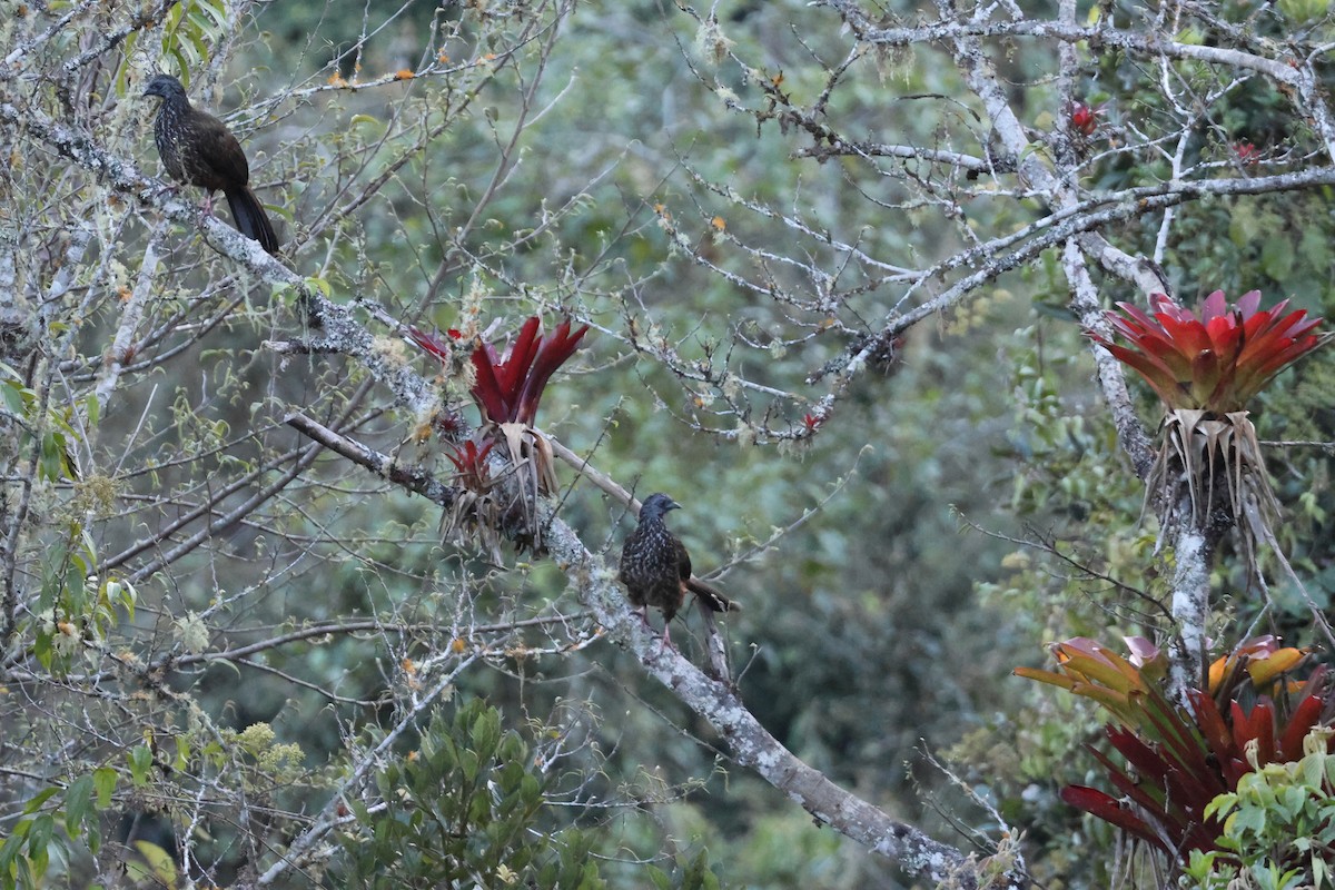 andeshokko - ML644372551