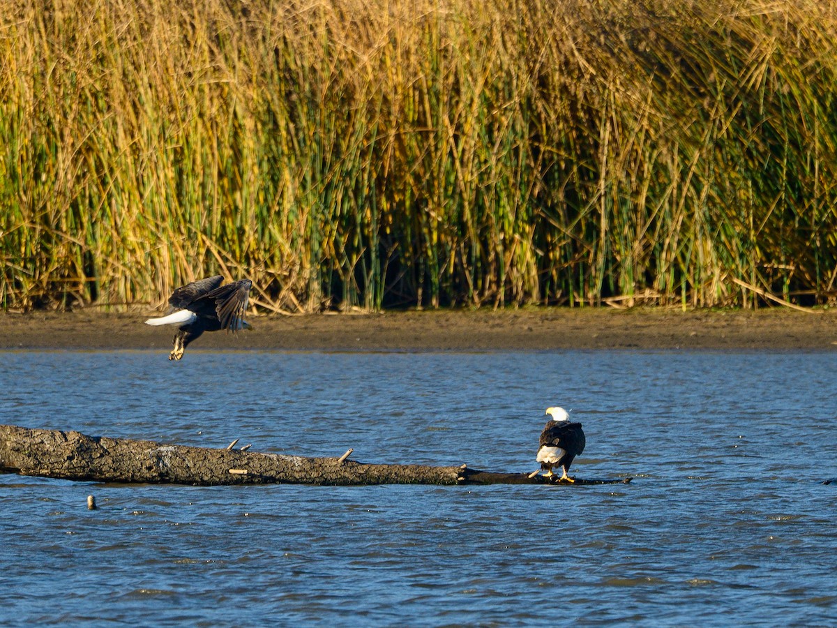 Pygargue à tête blanche - ML644372552