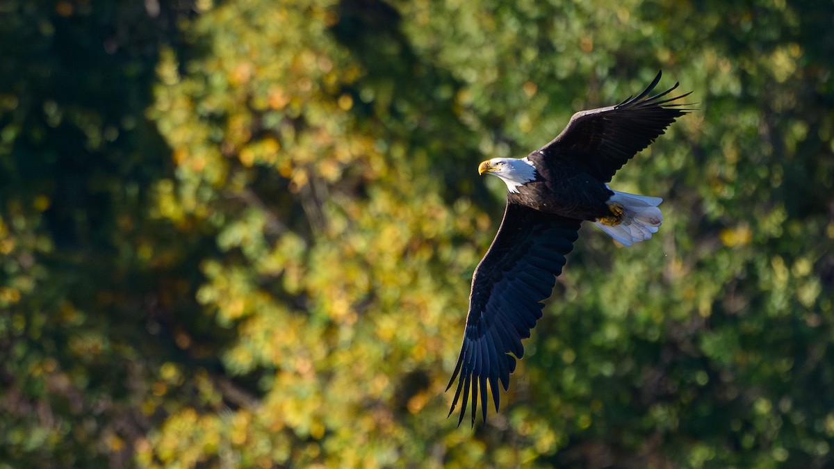 Pygargue à tête blanche - ML644372565