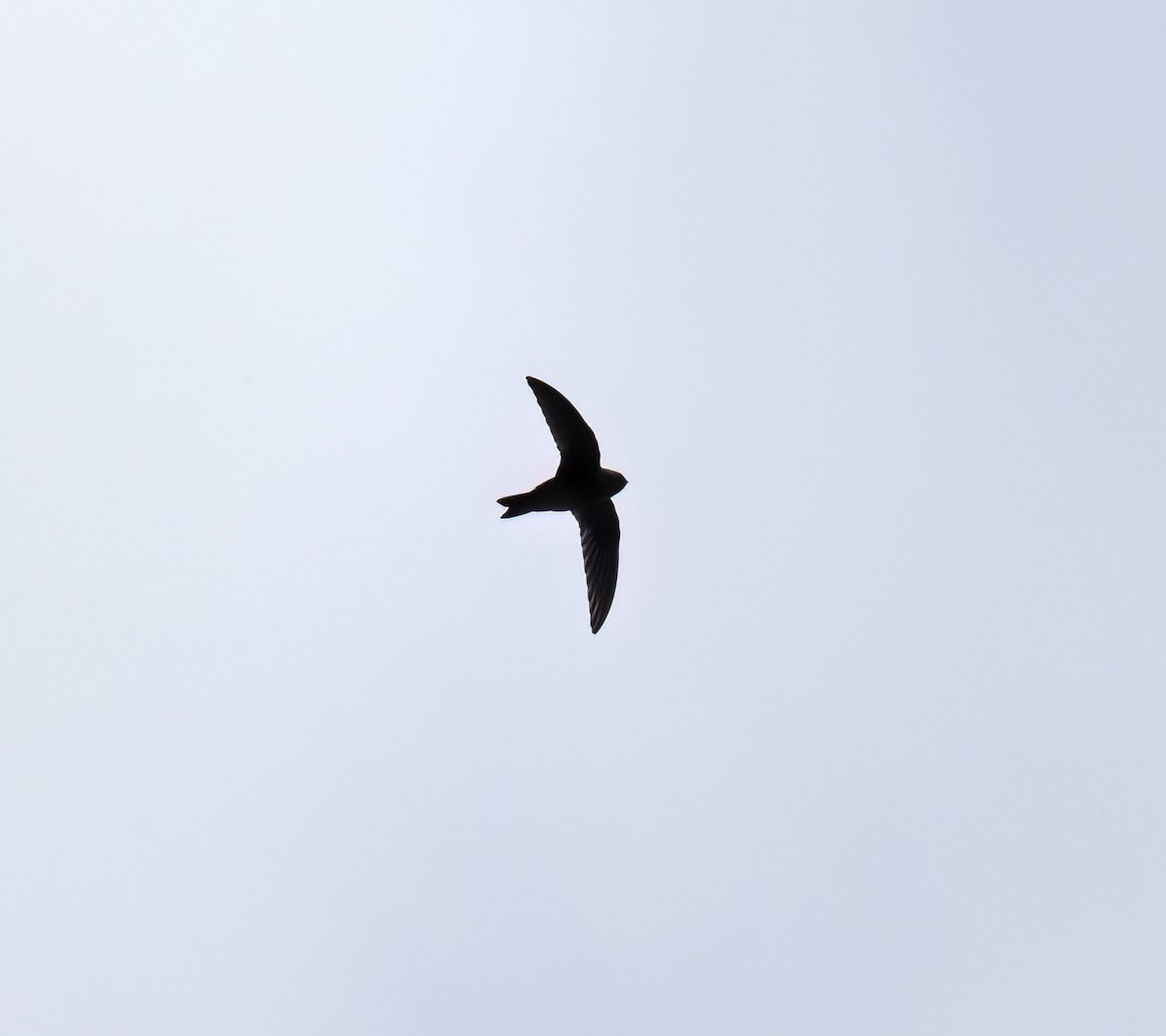 Black Swift - ML644372567